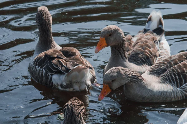 Wild geese flock eating in the river. Angry gray goose closeup in dirty dark water. The problem of ecology in nature