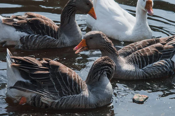 Wild geese flock eating in the river. Angry gray goose closeup in dirty dark water. The problem of ecology in nature