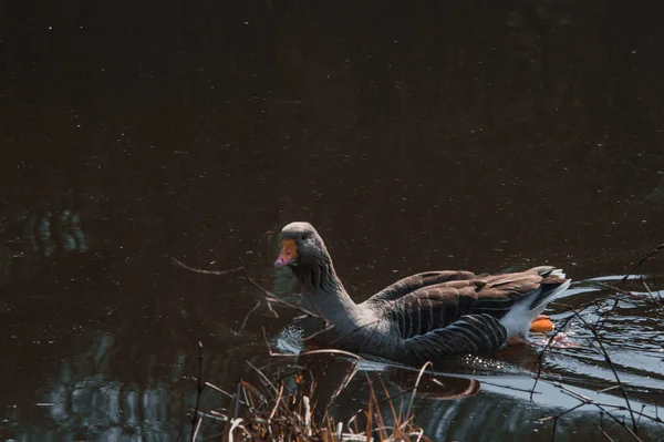 Oche Selvatiche Che Mangiano Nel Fiume Primo Piano Oca Grigia — Foto Stock