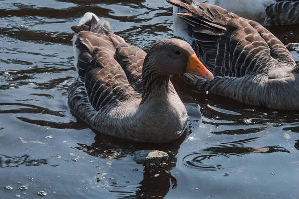 Wild geese flock eating in the river. Angry gray goose closeup in dirty dark water. The problem of ecology in nature