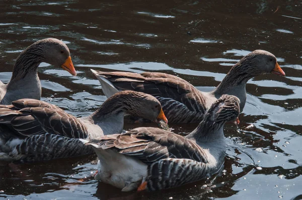 Wild geese flock eating in the river. Angry gray goose closeup in dirty dark water. The problem of ecology in nature