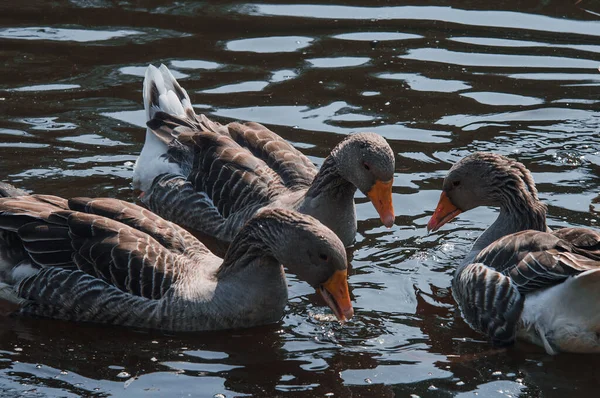 Wild geese flock eating in the river. Angry gray goose closeup in dirty dark water. The problem of ecology in nature