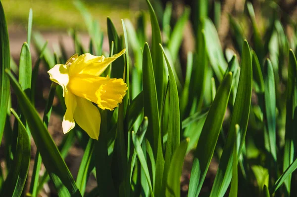 Sarı Nergisler Bulanık Arka Planda Yakın Plan Bokeh Yeşil Yapraklı — Stok fotoğraf