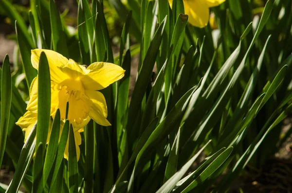 Gula Påskliljor Närbild Suddig Bakgrund Blommor Med Gröna Blad Med — Stockfoto