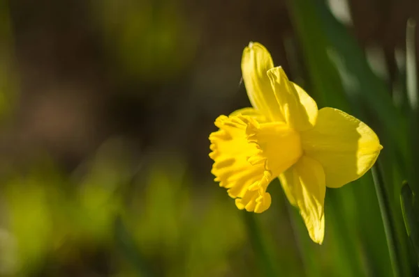 Sarı Nergisler Bulanık Arka Planda Yakın Plan Bokeh Yeşil Yapraklı — Stok fotoğraf