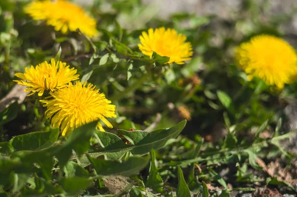 Żółte Dmuchawce Bliska Niewyraźnym Tle Kwiaty Zielonymi Liśćmi Bokeh Zdjęcie — Zdjęcie stockowe