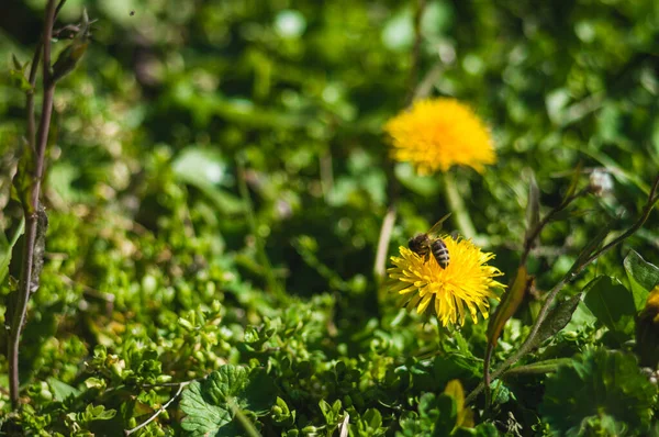 Żółte Mniszki Zbliżeniem Pszczół Niewyraźnym Tle Kwiaty Zielonymi Liśćmi Bokeh — Zdjęcie stockowe