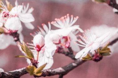 Beyaz ve pembe yapraklı kiraz eriği çiçekleri. Bulanık pembe arka planda sakura gibi çiçekler. 22 Nisan 'daki Dünya Günü için yeni bir yaşam fotoğrafı.