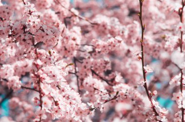 Beyaz ve pembe yapraklı kiraz eriği çiçekleri. Bulanık pembe arka planda sakura gibi çiçekler. 22 Nisan 'daki Dünya Günü için yeni bir yaşam fotoğrafı.