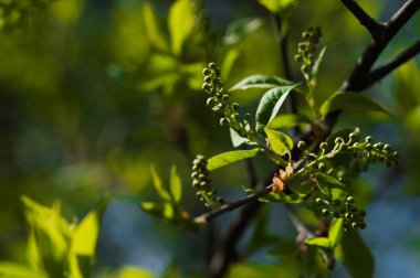 Arkaplanı bulanık olan ilk yeşil ağaç yaprakları. Kartpostal ya da duvar kağıdı gibi kullanılabilir. 22 Nisan 'daki Dünya Günü için yeni bir yaşam fotoğrafı.