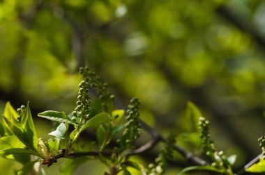 Arkaplanı bulanık olan ilk yeşil ağaç yaprakları. Kartpostal ya da duvar kağıdı gibi kullanılabilir. 22 Nisan 'daki Dünya Günü için yeni bir yaşam fotoğrafı.