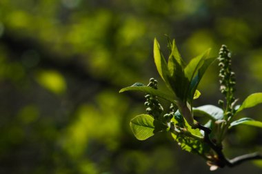 Arkaplanı bulanık olan ilk yeşil ağaç yaprakları. Kartpostal ya da duvar kağıdı gibi kullanılabilir. 22 Nisan 'daki Dünya Günü için yeni bir yaşam fotoğrafı.
