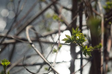 Altıgen bokeh dallı ilk yeşil yapraklar. Bulanık nehir arkaplanı ve güneş yansıması. 22 Nisan 'daki Dünya Günü için yeni bir yaşam fotoğrafı.
