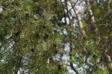 Bulanık bir ağacın arka planında mavi gökyüzü olan kozalaklı çam dalları. Yeşil iğneler kartpostal elemanı gibi kapanır..