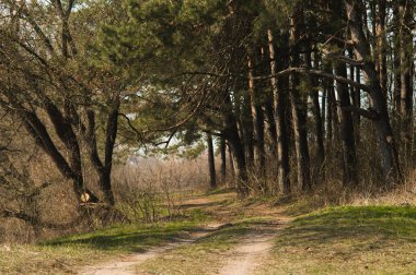 Baharda kozalaklı ormandan geçen yol. Avrupa tahtası manzarası