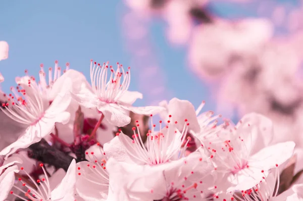 Apricot Flowers White Pink Petals Flowers Sakura Blurred Pink Background — Stock Photo, Image