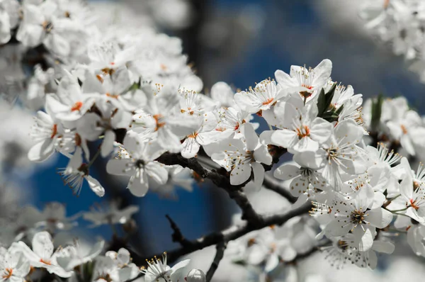 Cherry plum flowers with white petals. Flowers on blurred background with blue sky. Photo of new life for Earth Day in 22 April.