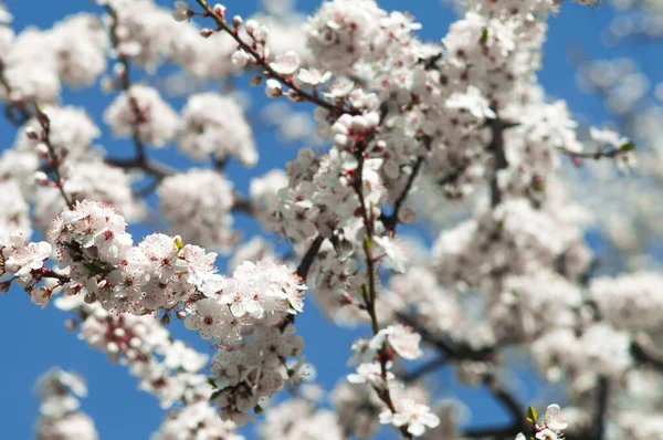 Cherry plum flowers with white petals. Flowers like sakura on blurred blue background. Photo of new life for Earth Day in 22 April.