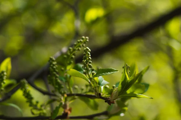 Pierwsze Świeże Zielone Liście Drzewa Zbliżenie Zamazanym Tle Może Być — Zdjęcie stockowe