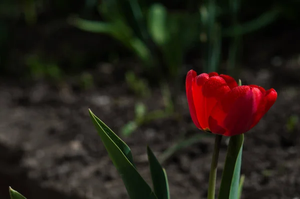 Flower Red Tulip Closeup Blurred Background Wallpaper Postcard — Stock Photo, Image