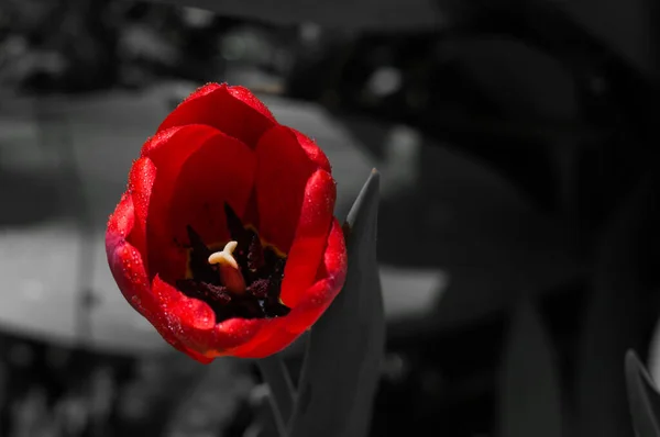 Fleur Tulipe Rouge Gros Plan Sur Fond Bleu Noir Blanc — Photo