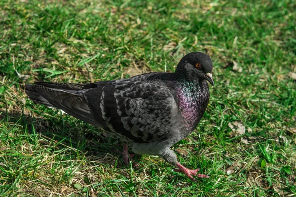 비둘기가 잔디에 있습니다 비둘기는 카메라에 포즈를 취한다 비둘기의 강조되고 초점이 — 스톡 사진