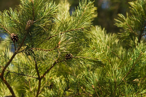 Tallgrenar Med Kottar Bakgrund Ett Suddigt Träd Med Blå Himmel — Stockfoto