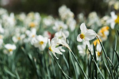 Bulanık arka planda beyaz nergis çiçeği. Duvar kağıdı ya da kartpostal.