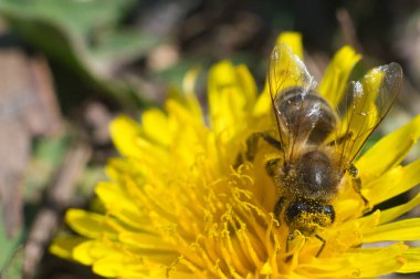 Sarı bir karahindibada kabarık arı. Arı polen topluyor. Kafa, gözler, kanatlar ve vücut odaklı..