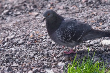 Yumuşak güvercin, taşlardan yere yakın.