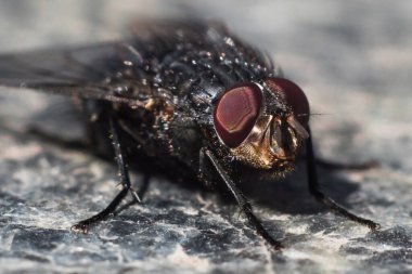 Granit bir levhada büyük kırmızı gözlerle makroyu uçarak getir. Makro göz fotoğrafı. Göze bal peteği. Kafa, gözler ve pençeler odakta.