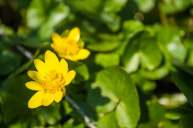Makro renkte sarı kadife çiçeği. Bulanık arkaplan ile çiçek yakın plan