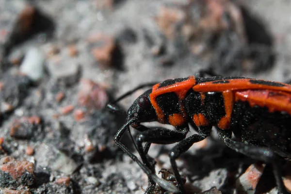 Beetle Στρατιώτης Firebug Μακροεντολή Θολή Φόντο Μάτια Κεφάλι Στο Επίκεντρο — Φωτογραφία Αρχείου