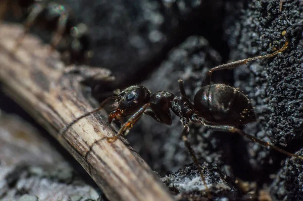 Καφέ Μυρμήγκι Μακροεντολή Μυρμήγκι Δουλεύει Κοντά Στην Μυρμηγκοφωλιά Κεφάλι Και — Φωτογραφία Αρχείου