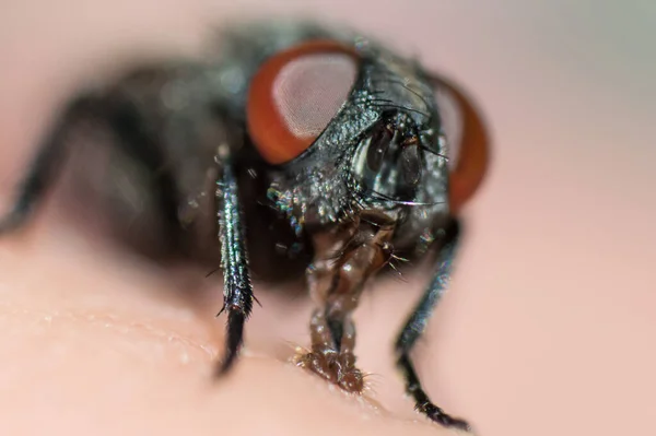 Cara Mosca Com Grandes Olhos Vermelhos Macro Foto Inseto Com — Fotografia de Stock