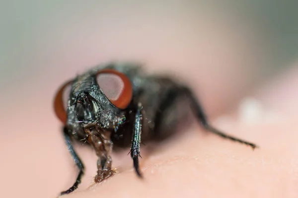 マクロで大きな赤い目で飛ぶ顔 背景がぼやけている虫の写真 前立腺と毛のある銃口 — ストック写真