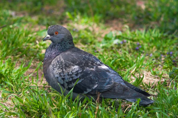 비둘기가 잔디에 있습니다 비둘기는 카메라에 포즈를 취한다 비둘기의 강조되고 초점이 — 스톡 사진