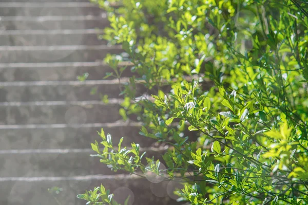 Молодое Дерево Свежими Зелеными Листьями Каменная Старая Лестница Заднем Плане — стоковое фото
