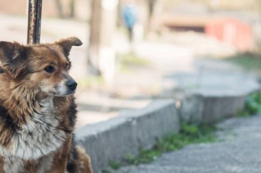 Kaldırımda tatlı bir köpek yatıyor. Siyah ve kahverengi renkli bir köpek. Hayvanın yakın plan fotoğrafı.