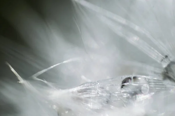 Абстрактний Фон Білої Пухнастої Кульбаби Краплями Води Макросі Осідання Пелюсток — стокове фото