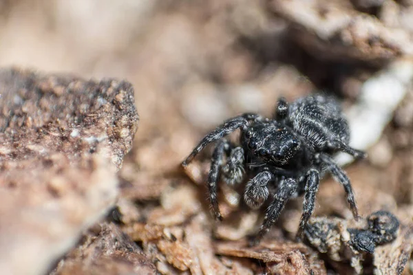 Spider Jumper Spider Steed Macro Araignée Moelleuse Noire Sur Écorce — Photo