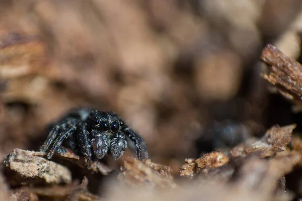 Spinnenspringer Oder Spinnenroß Makro Schwarze Flauschige Spinne Auf Baumrinde Konzept — Stockfoto