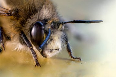Makrodaki arıların başı ve yüzü. Noktalı mor göz. Yumuşak yüz ve vücut. Odaklanmış pençeler. 