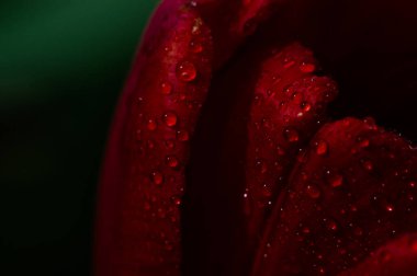 Makroda kırmızı lale yaprağı ve bir damla su. Yağmurdan sonra çiçekler. Yaprak desenli kırmızı arkaplan