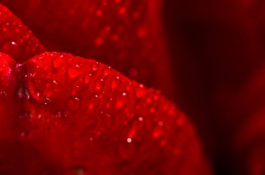 Makroda kırmızı lale yaprağı ve bir damla su. Yağmurdan sonra çiçekler. Yaprak desenli kırmızı arkaplan