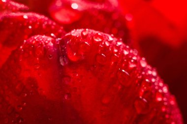 Makroda kırmızı lale yaprağı ve bir damla su. Yağmurdan sonra çiçekler. Yaprak desenli kırmızı arkaplan