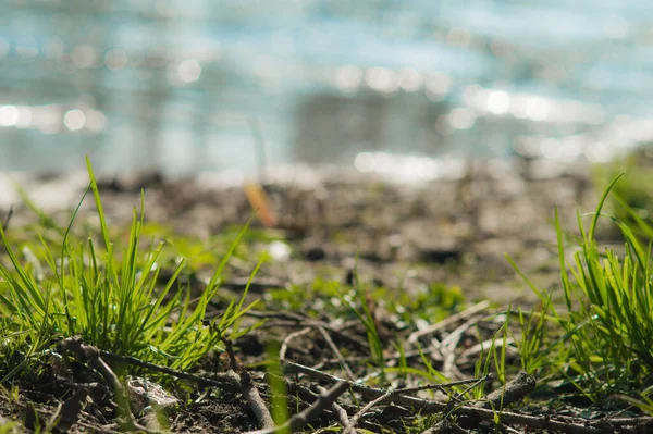Grünes Gras Vor Dem Hintergrund Eines Verschwommenen Flusses Nahaufnahme Foto — Stockfoto