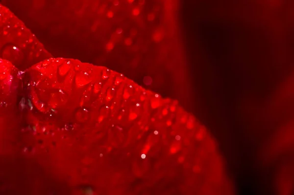 Rött Kronblad Tulpan Makro Med Droppar Vatten Blommor Efter Regn — Stockfoto