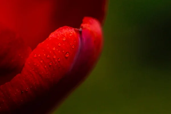 水の滴とマクロでチューリップの赤い花弁 雨の後の花 花弁の質感と赤の背景 — ストック写真