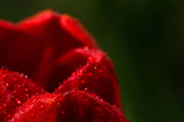 Petalo Rosso Tulipano Macro Con Gocce Acqua Fiori Dopo Pioggia — Foto Stock